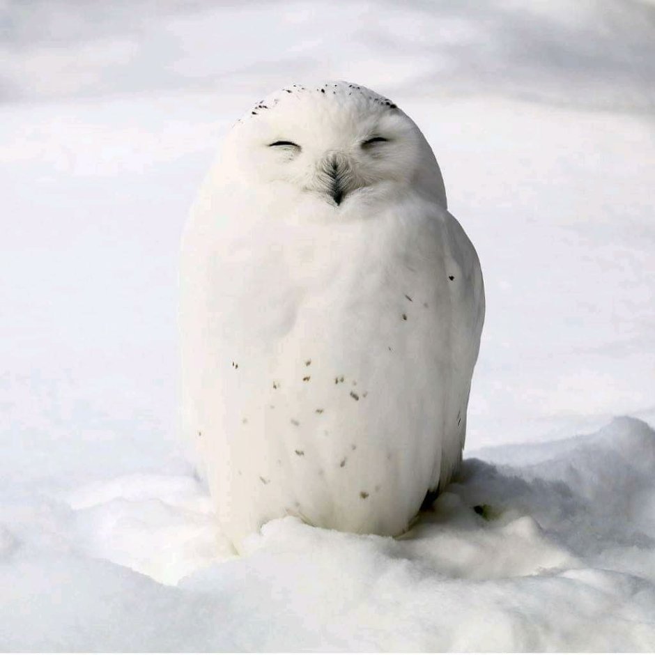 Арктическая пустыня Полярная Сова