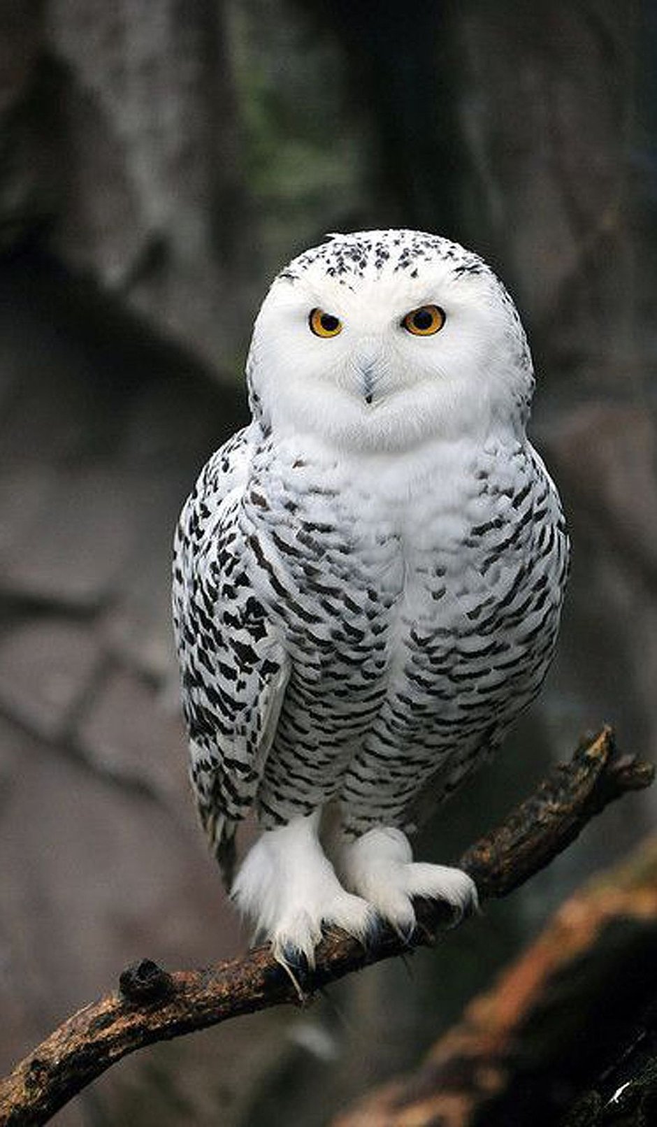 Совообразные Полярная