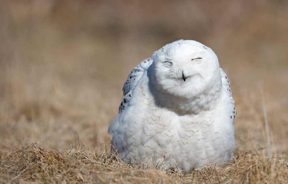 Полярная Сова спит