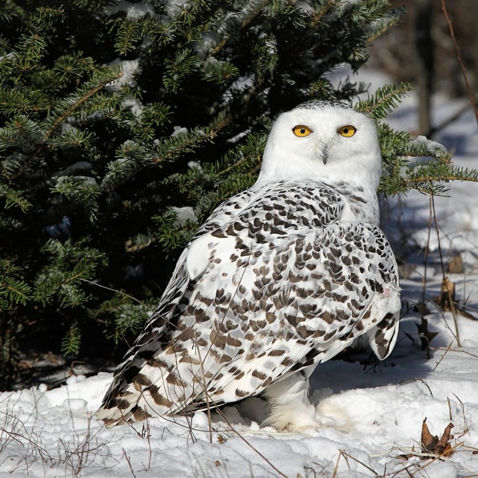 Совы Полярные