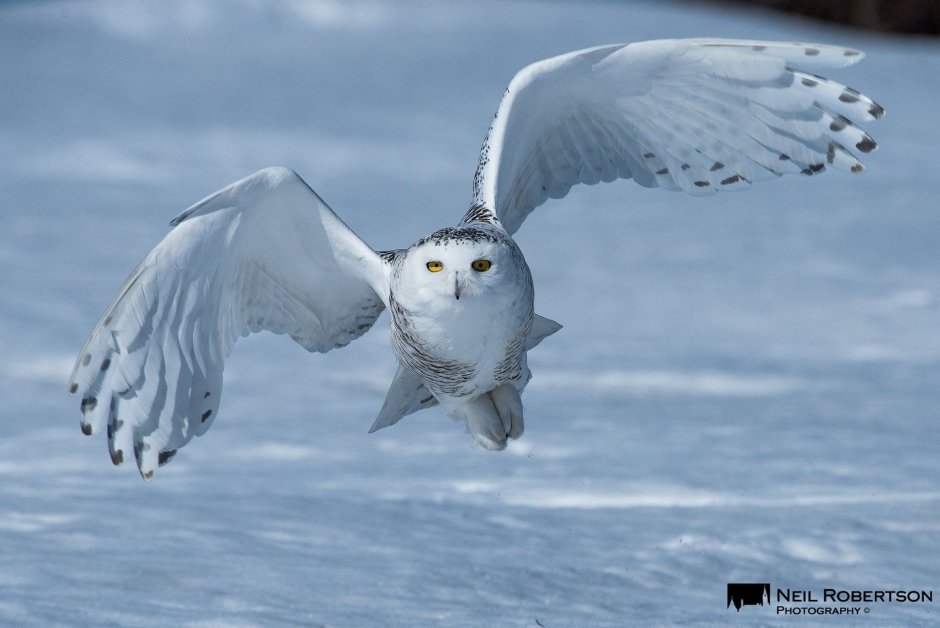Полярная Сова ночью