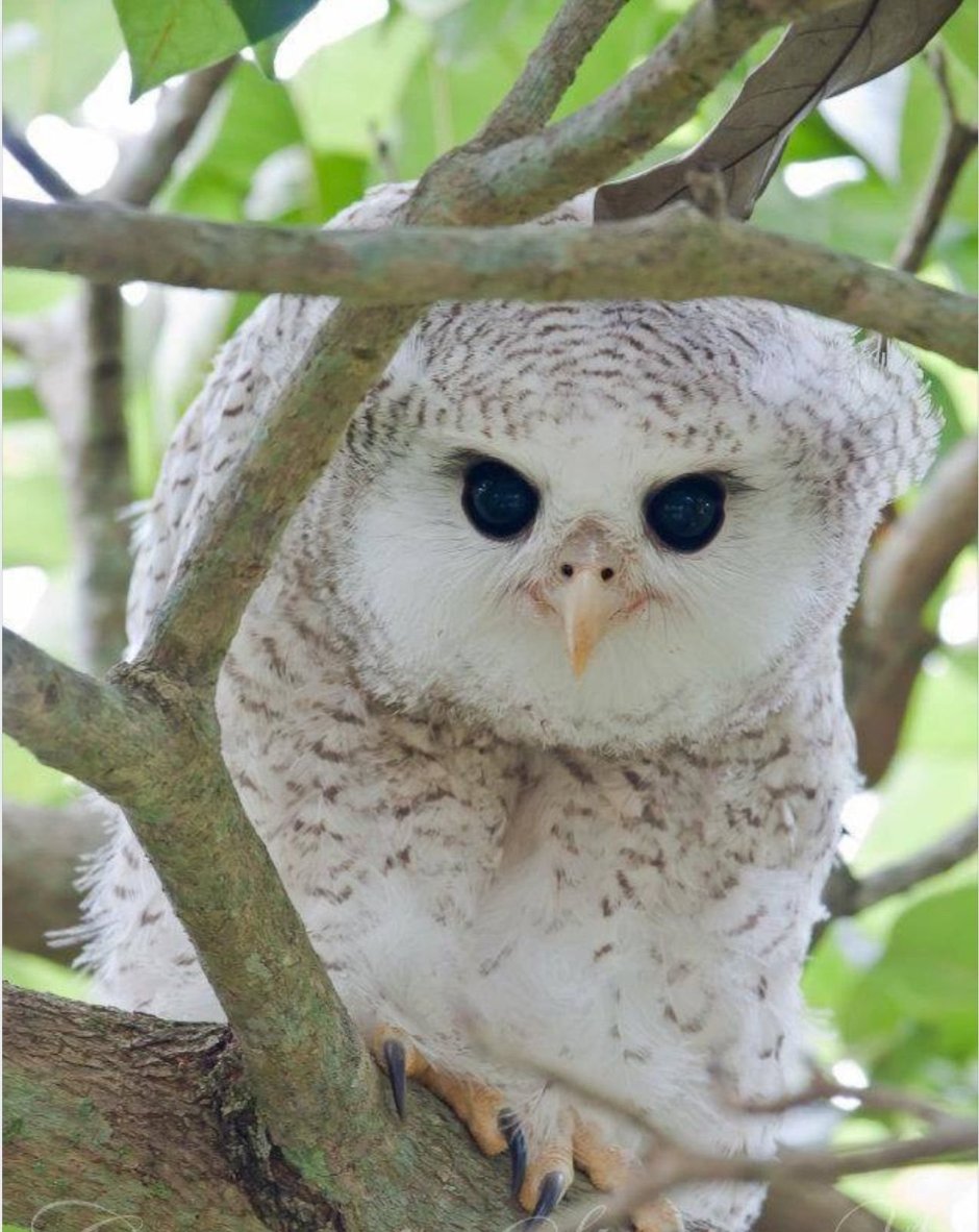 Маленькие белые Совы