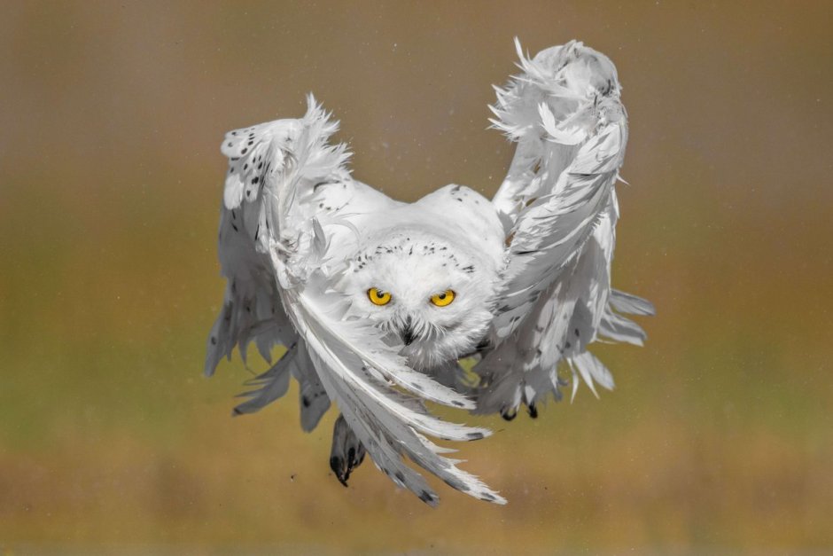 Полярная Сова злая