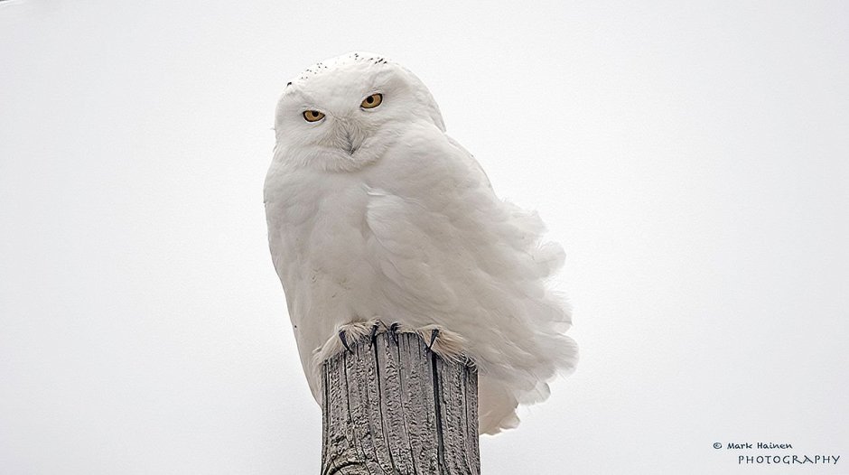 Белая неясыть