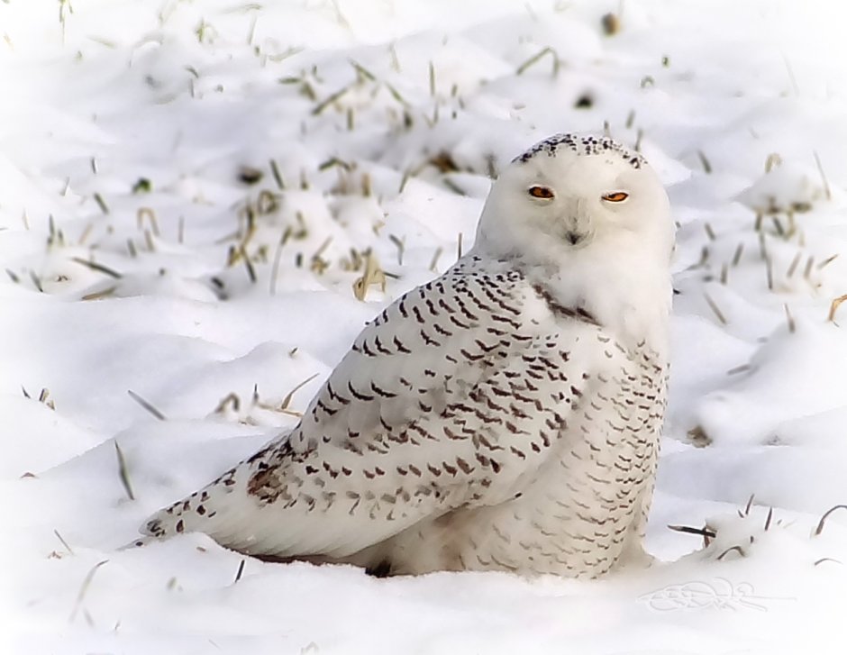 Полярная Сова остров Врангеля
