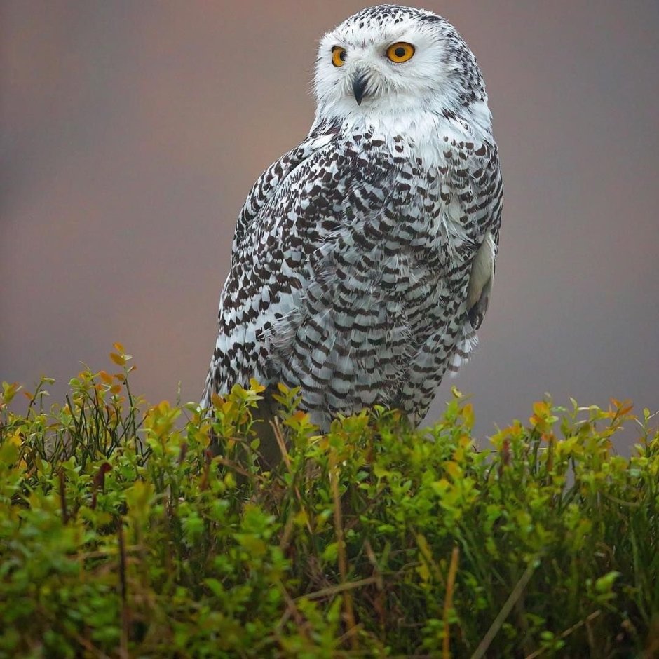 Полярная Сова в тундре