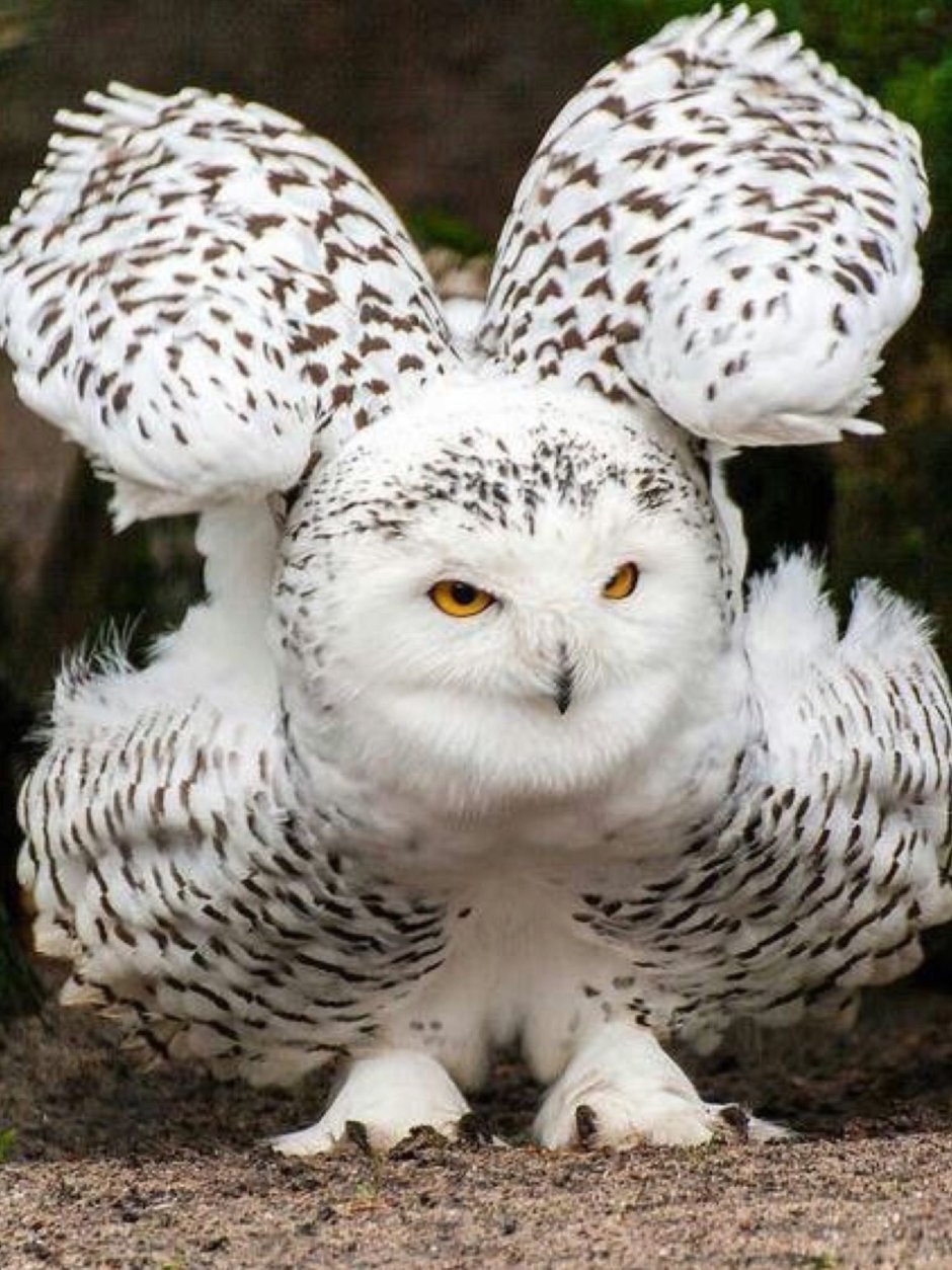 Снежная Сова