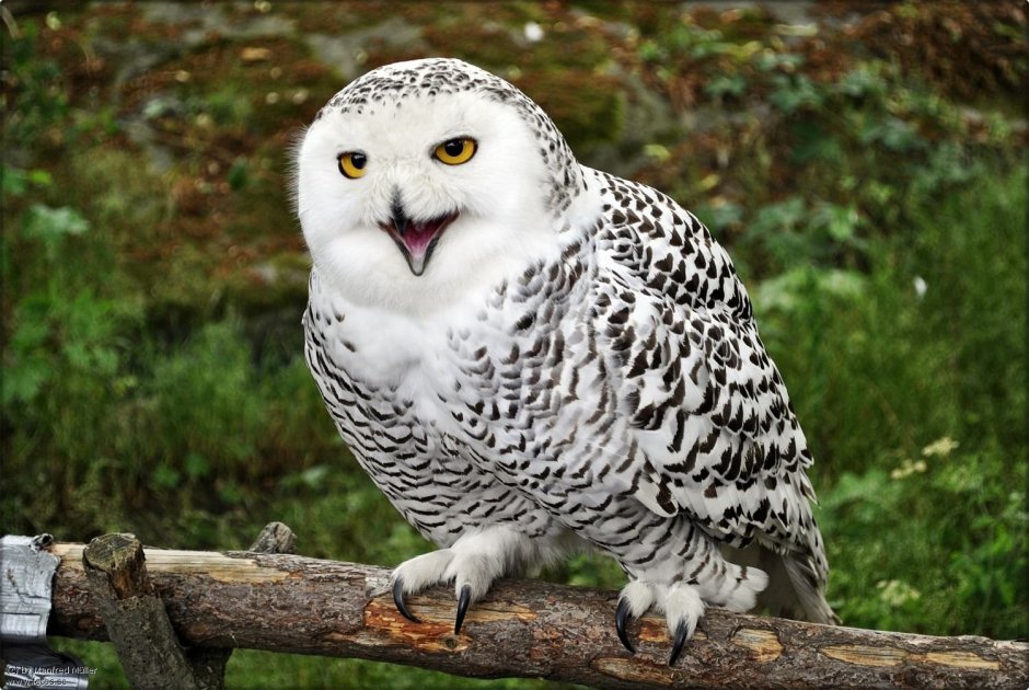 Полярный Филин