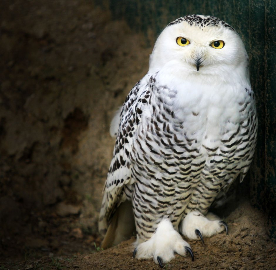 Полярная Сова меланист