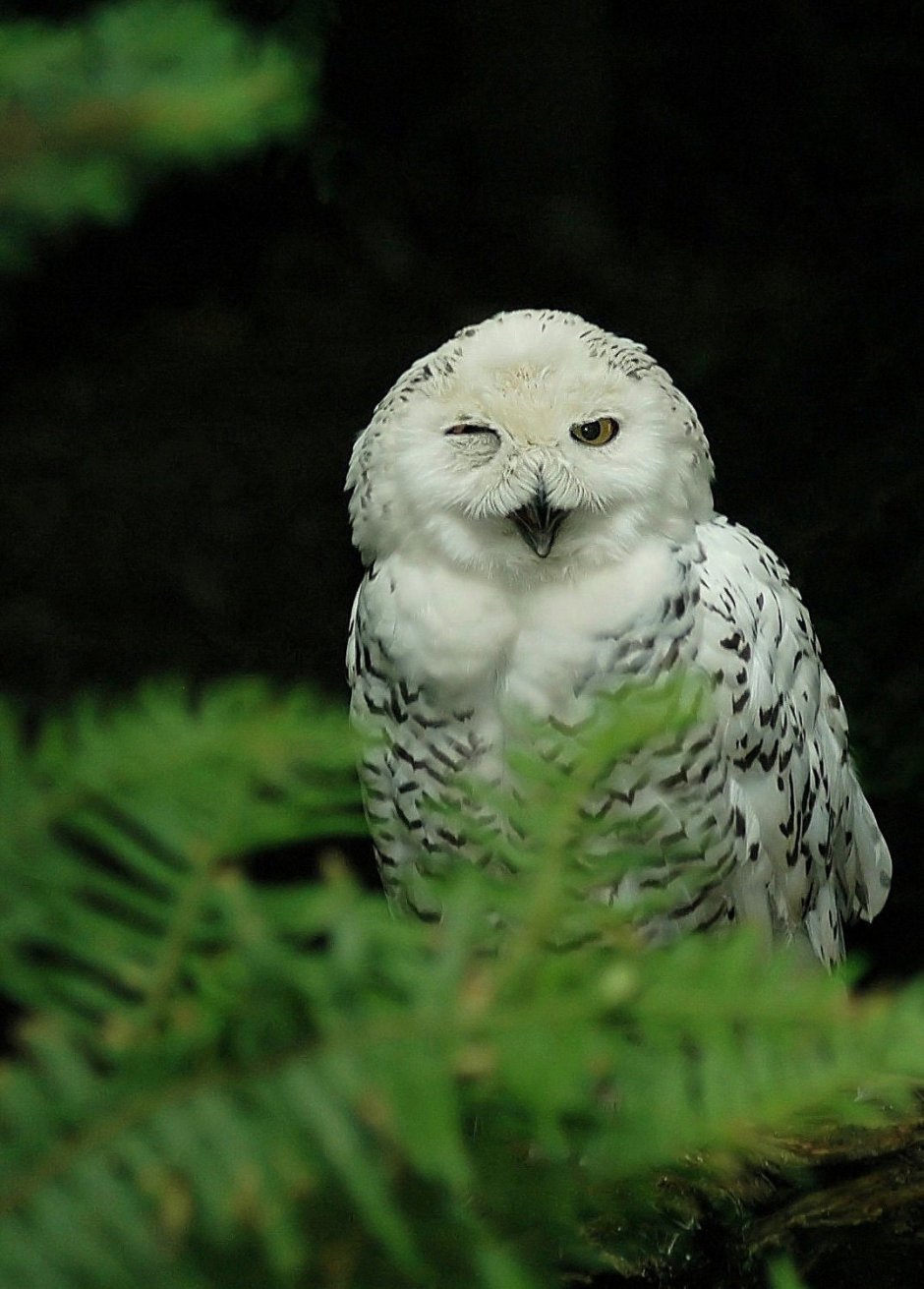 Белая Сова