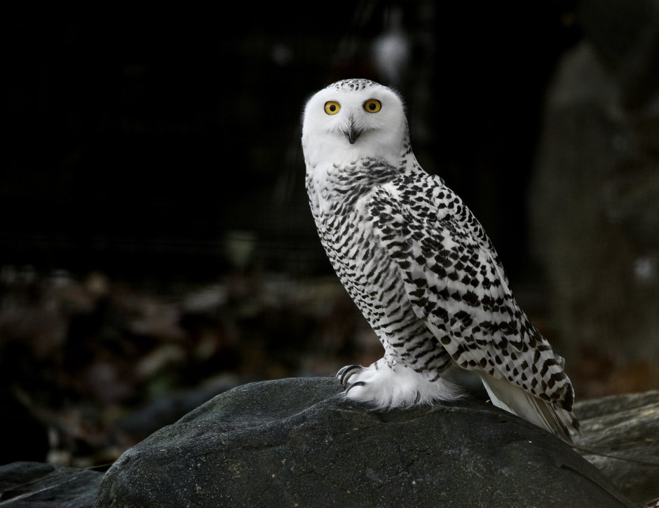 Полярная Сова на белом фоне настоящая