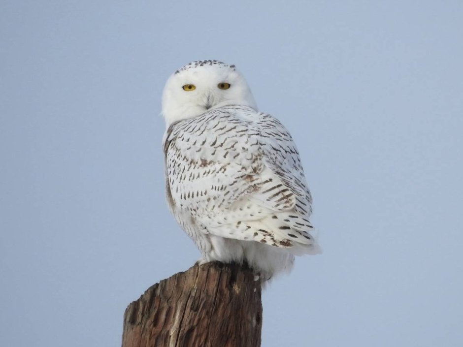 Полярная Сова Мурманск