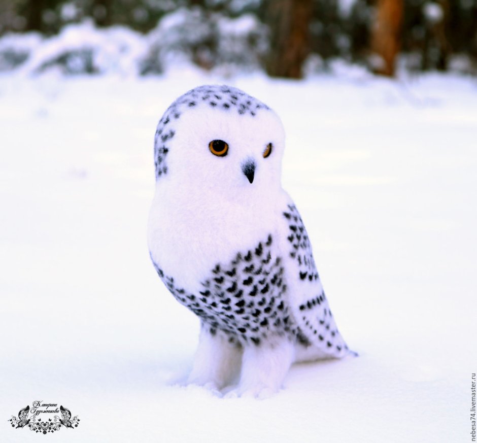 Маленькая Полярная Сова