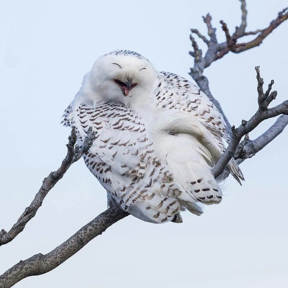 Полярная Сова и неясыть