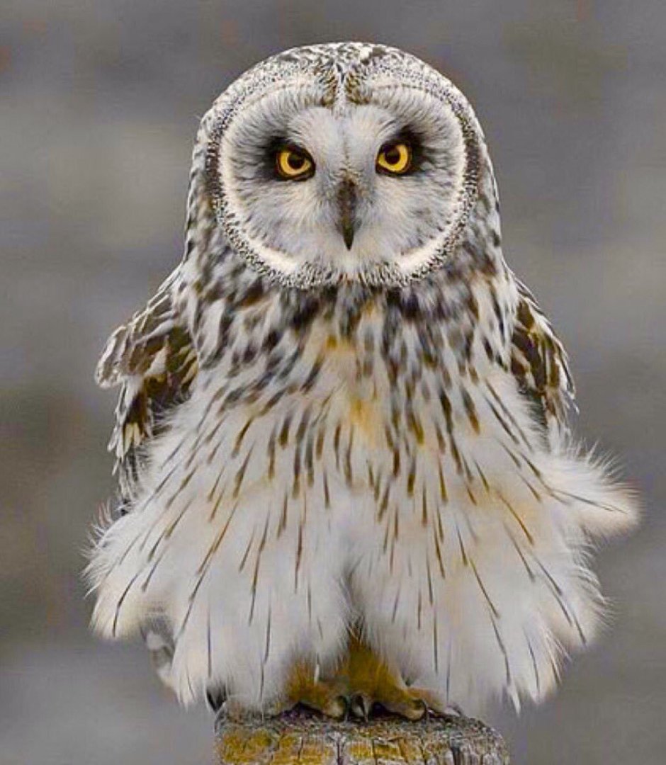 Сова Филин Сыч сипуха