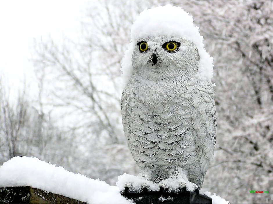 Белая Сова