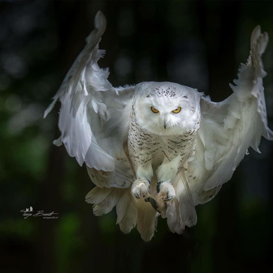 Белая Сова Филин