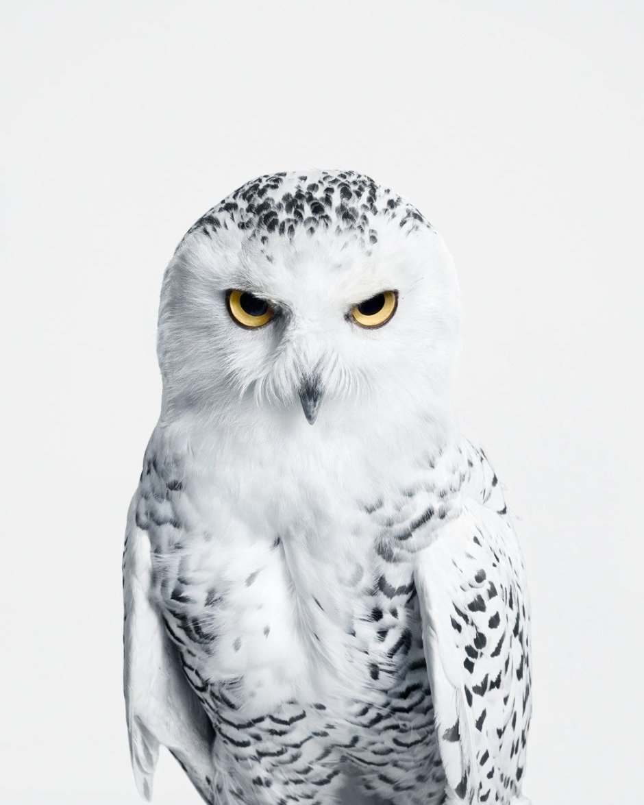 Домашняя Сова