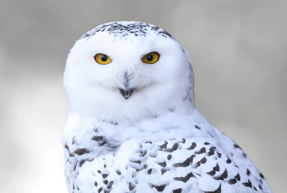 Белый Филин