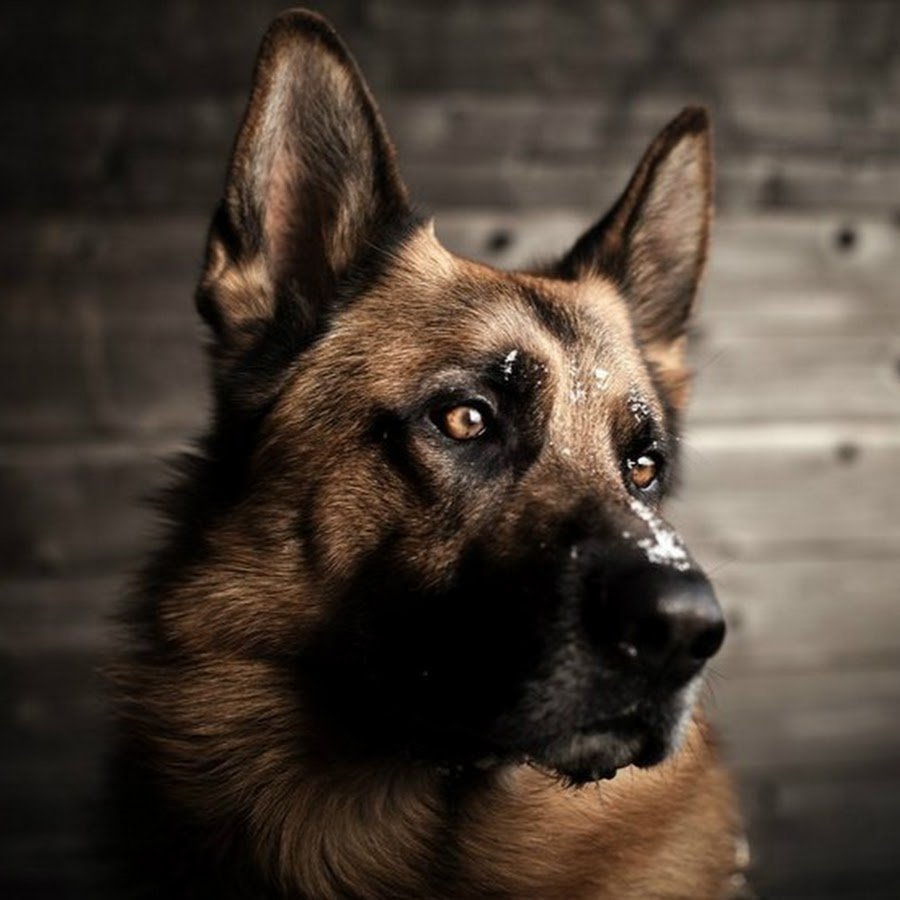 Австрийская немецкая овчарка