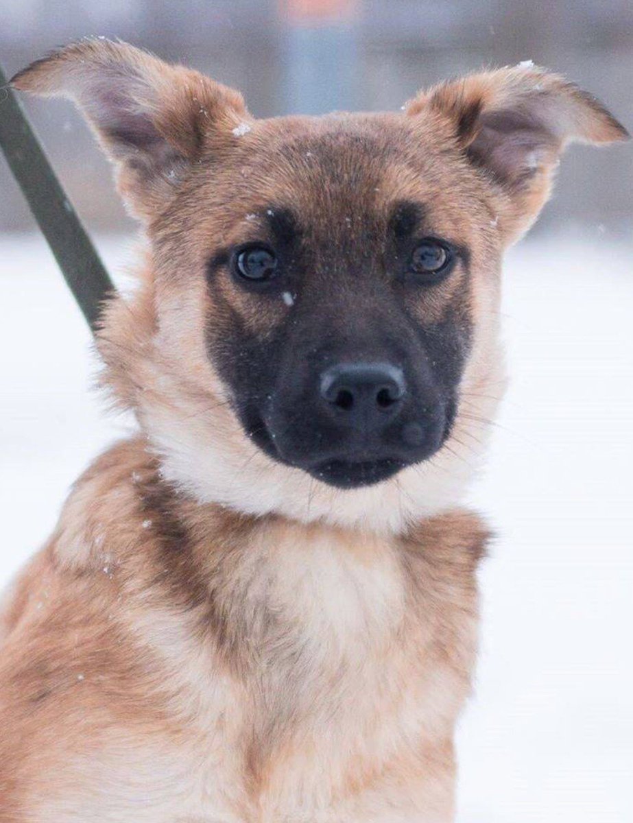 Метис малинуа и хаски