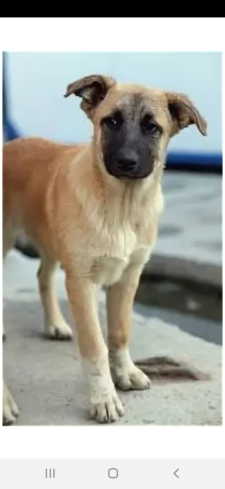 Бельгийская овчарка малинуа палевый