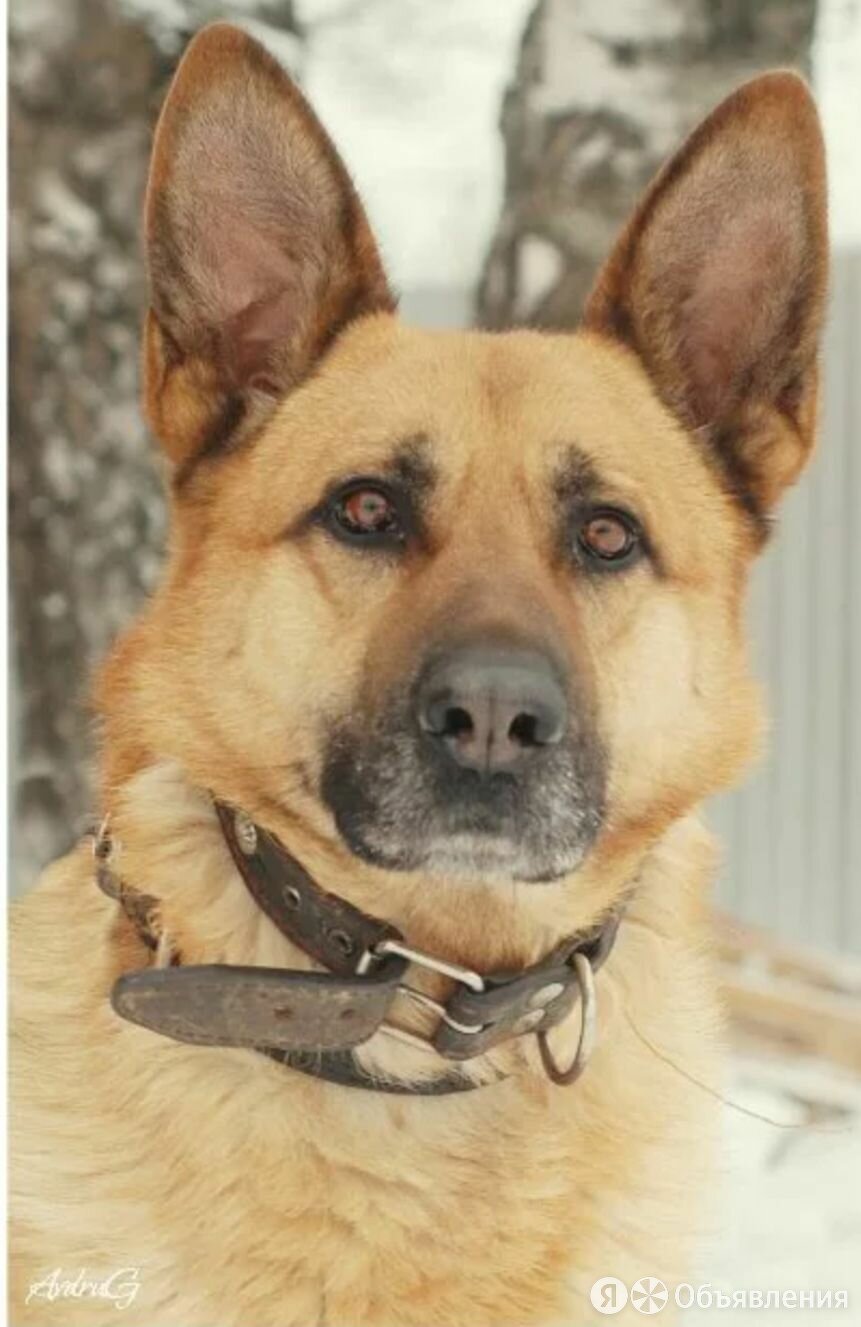 Немецкая овчарка бежевая