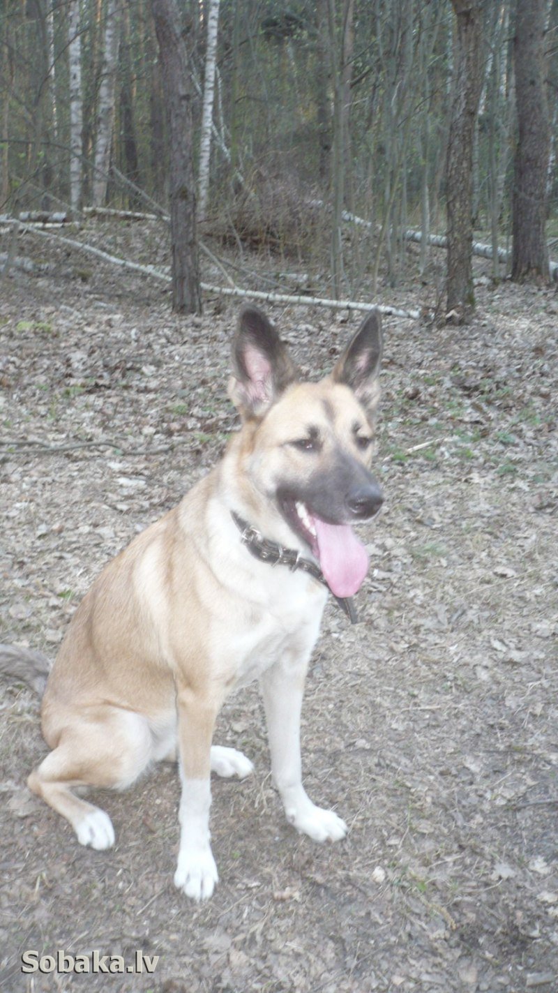 Метис малинуа и лайки