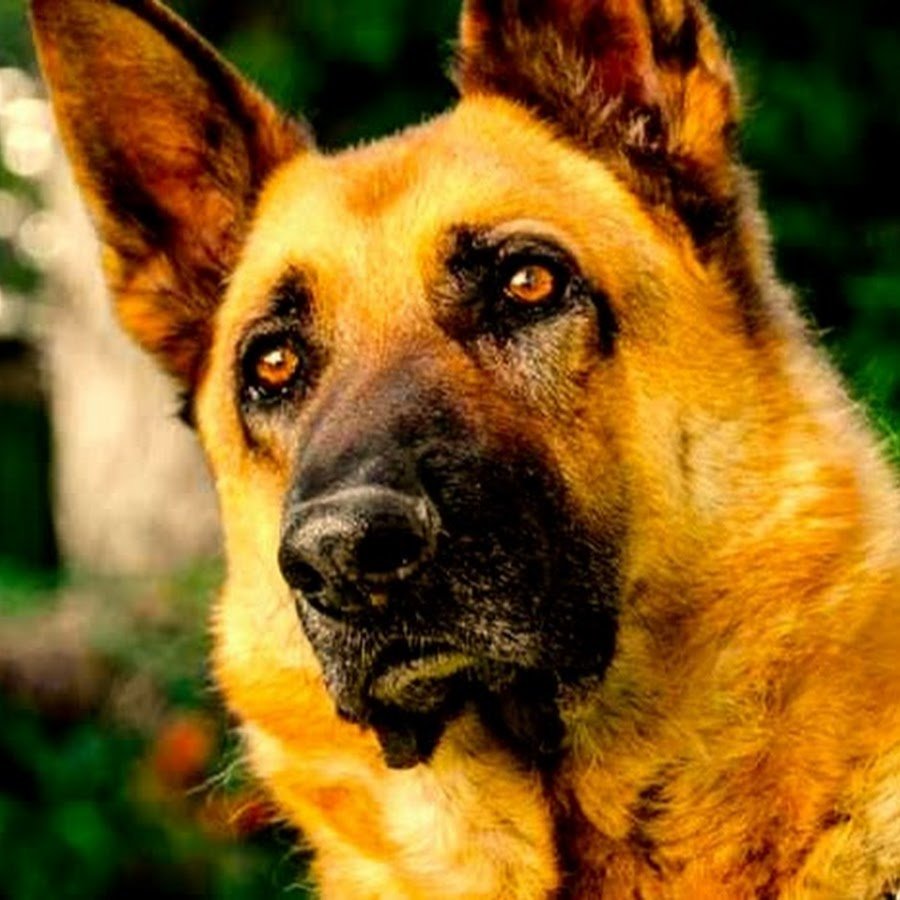 Американская Акита белая