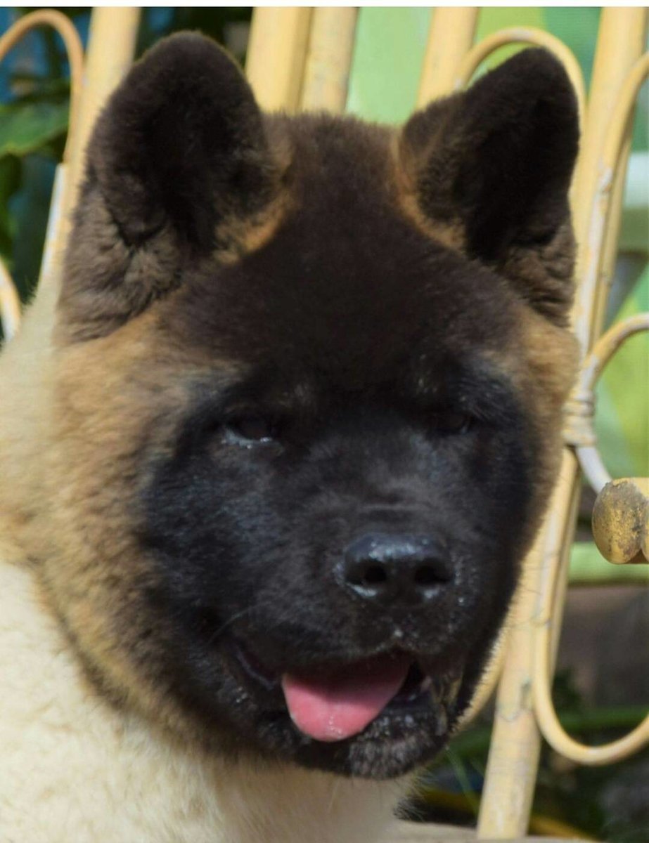 Немецкая овчарка преданность