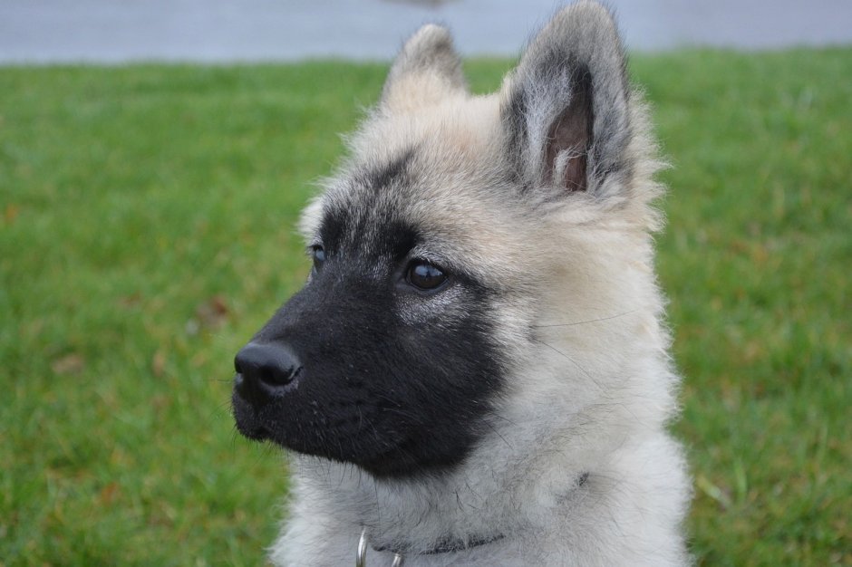 Лайка с черной мордой