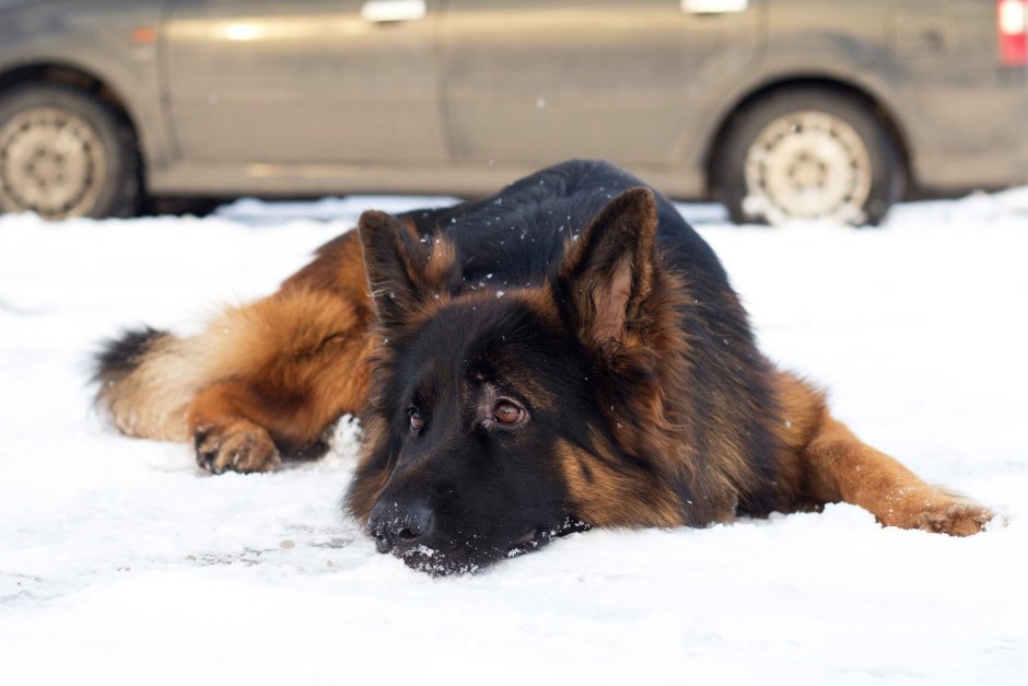 Потерялась немецкая овчарка