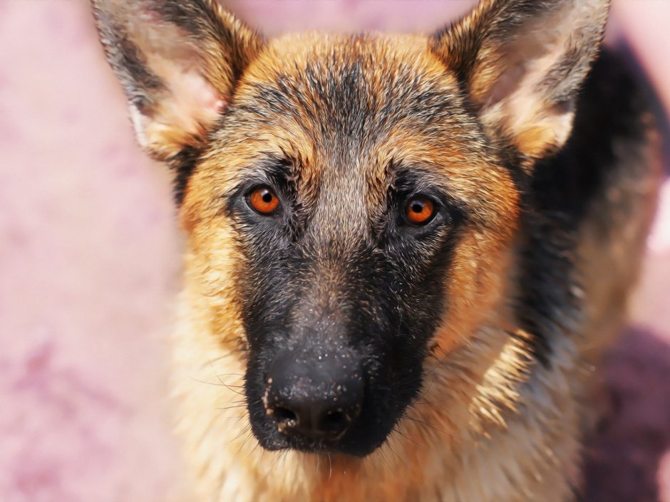 Гарафийская овчарка