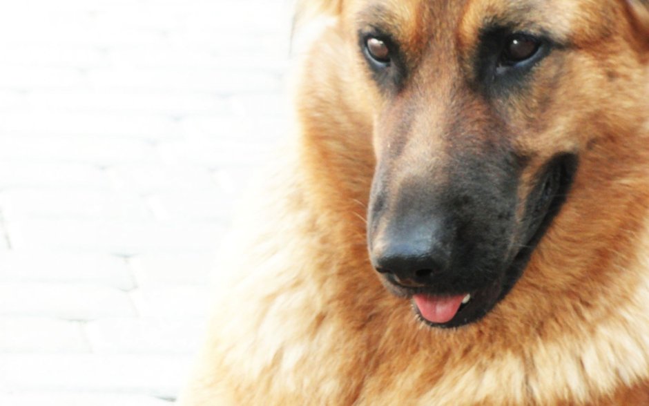 Восточноевропейская овчарка альбинос черная