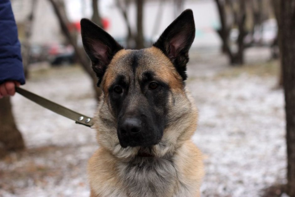 Глаза немецкой овчарки