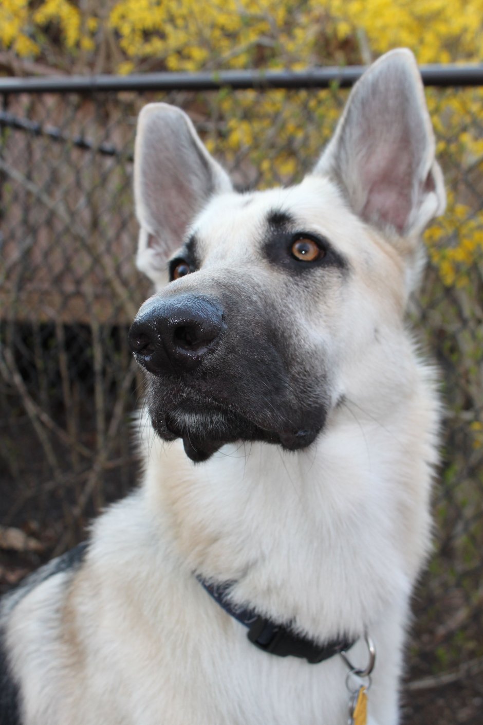 Бельгийская овчарка малинуа