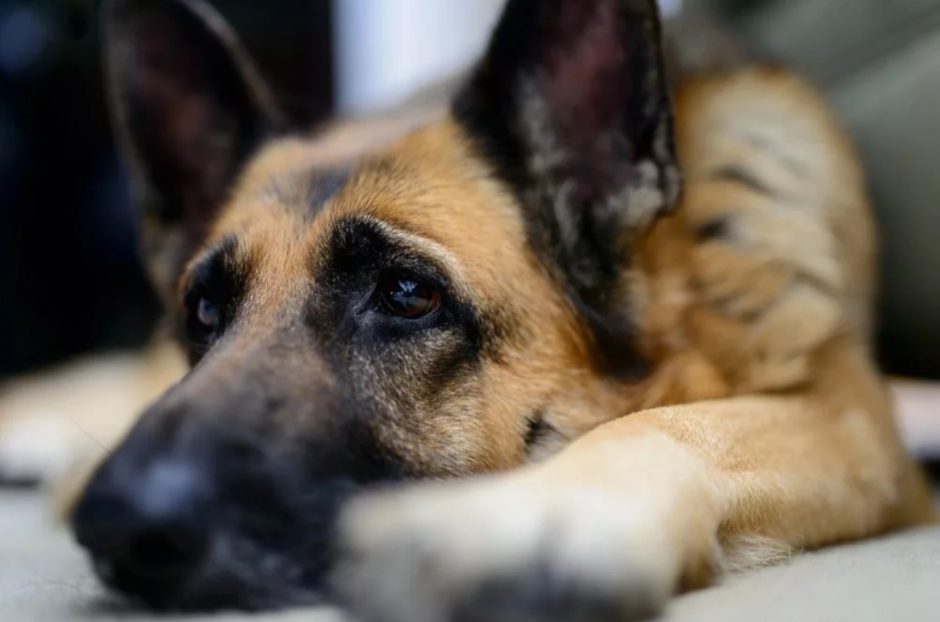 Рыжая овчарка малинуа