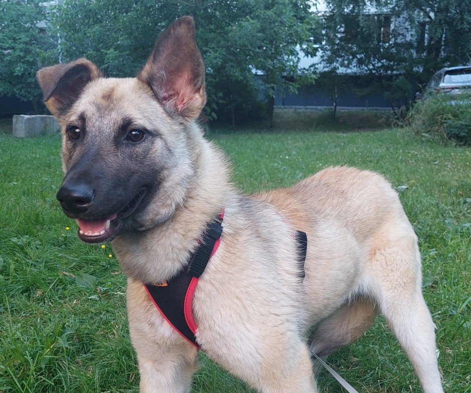 Бельгийский малинуа