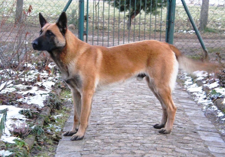 Афганская борзая овчарка