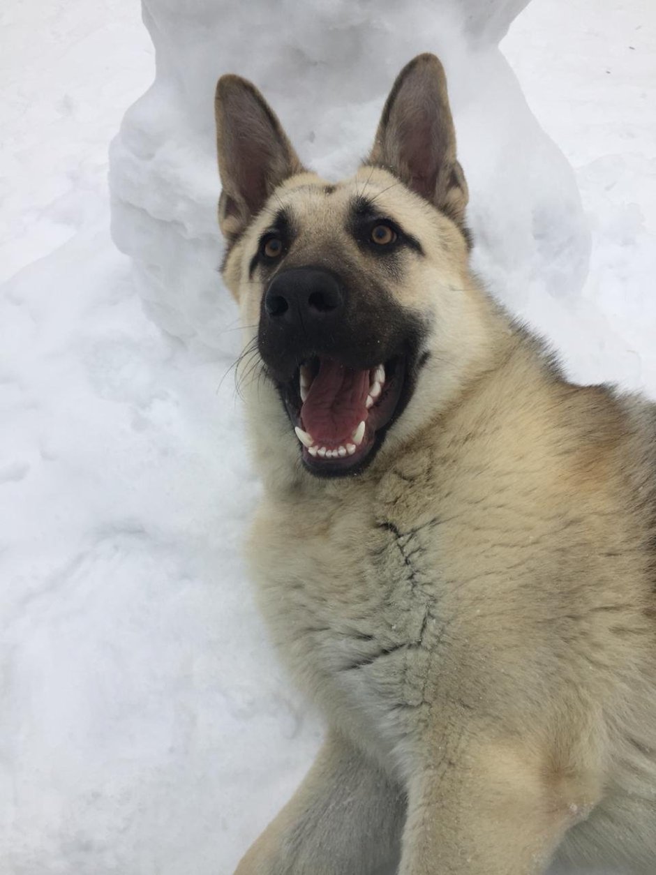 Восточно-европейская овчарка светлый окрас