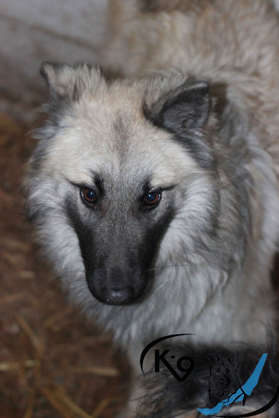 Селфи животных