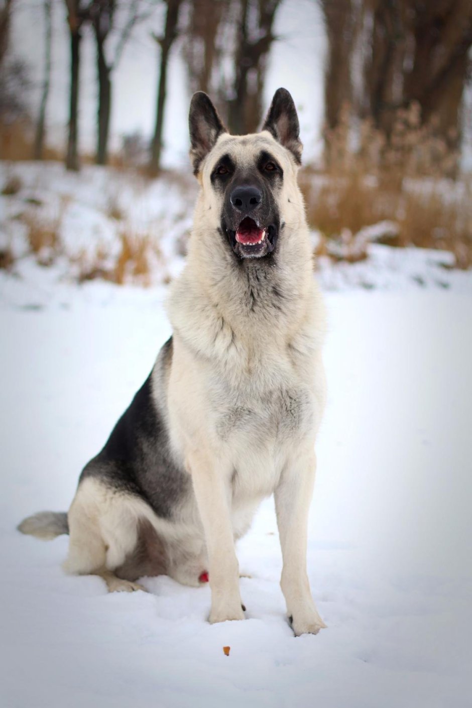 Восточно-европейская овчарка