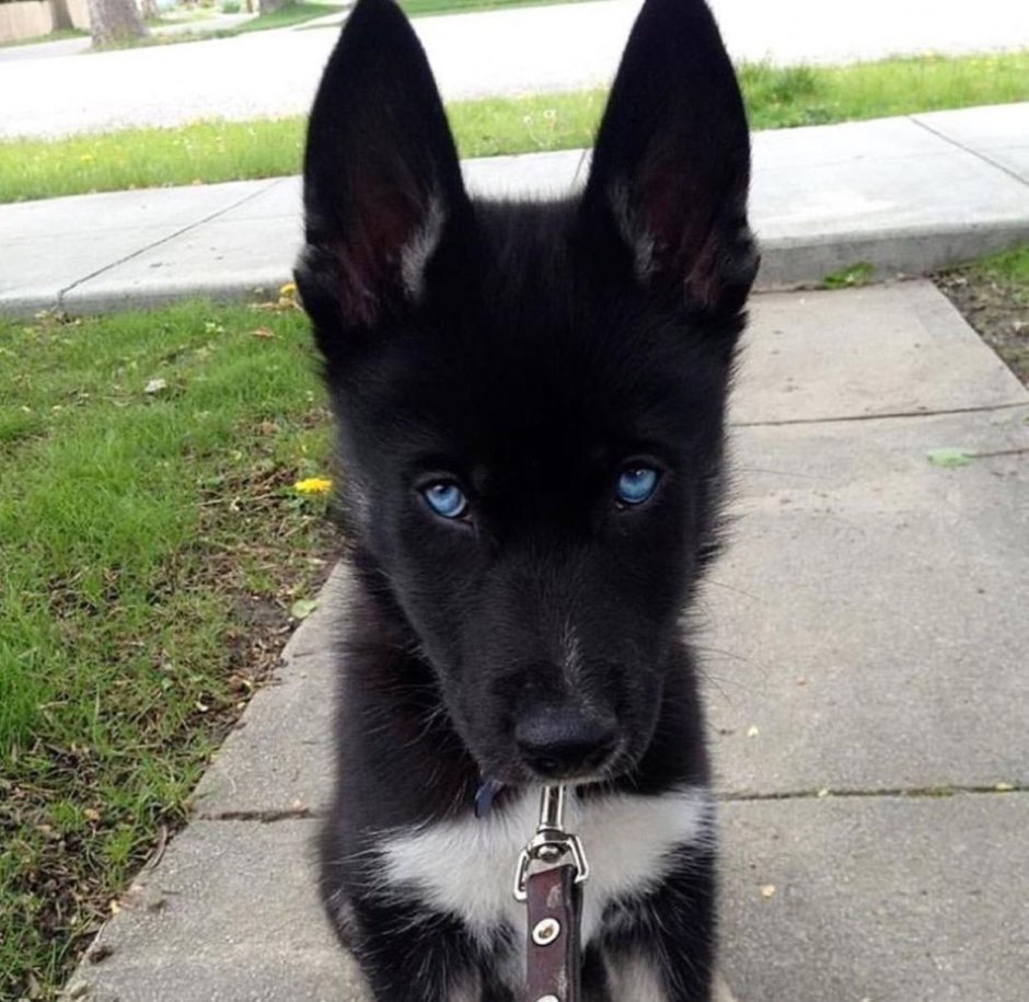 Овчарка улыбается