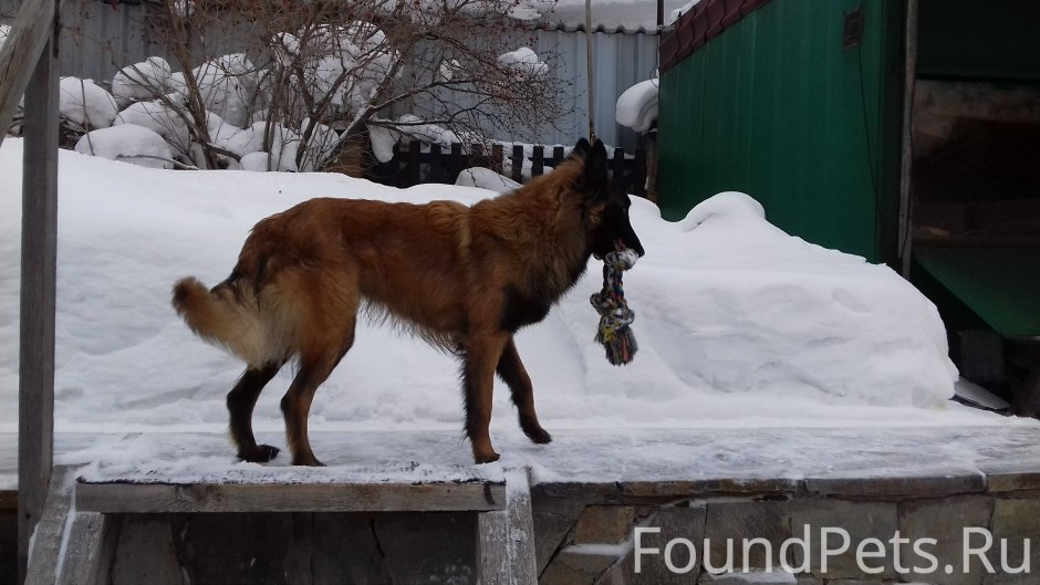 Метис малинуа