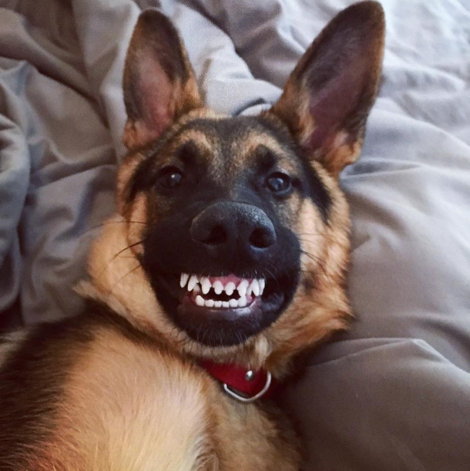 Черная малинуа