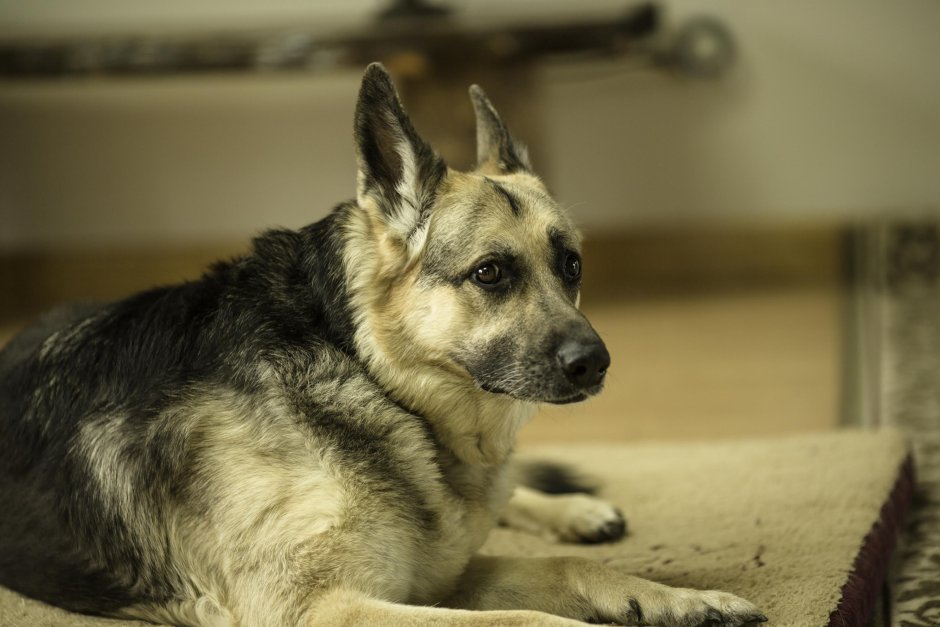 Немецкая овчарка светлая