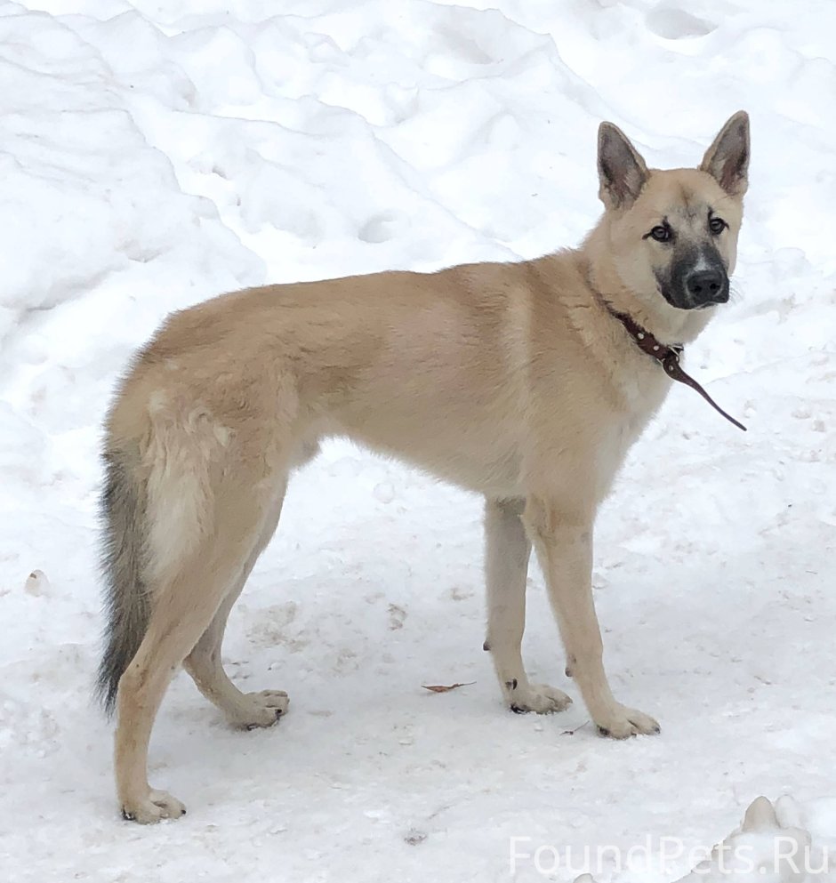 Овчарка бежевая короткошерстная