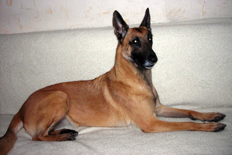 Окрас овчарки Golden Shepherd