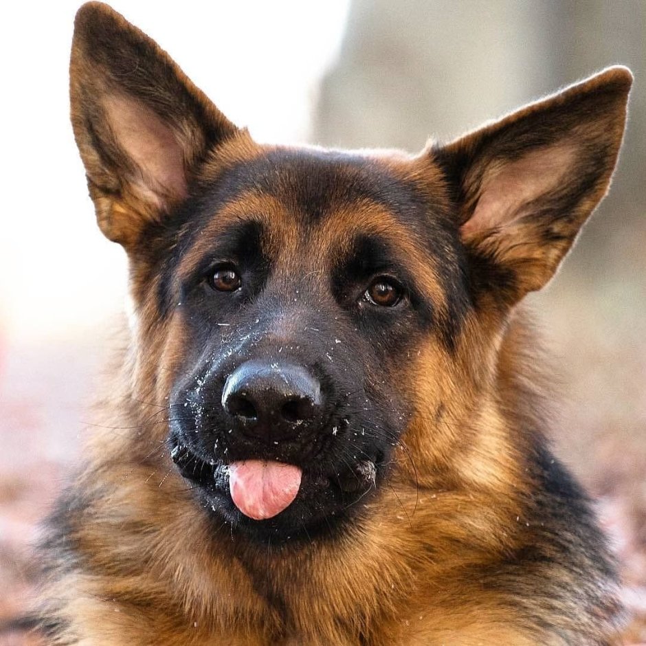 Собака овчарка сидит сбоку