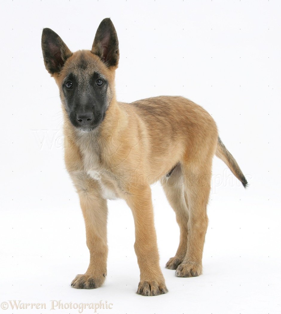 Немецкая овчарка ариец